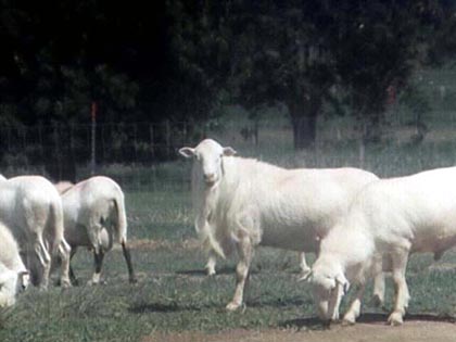 St. Croix White rams